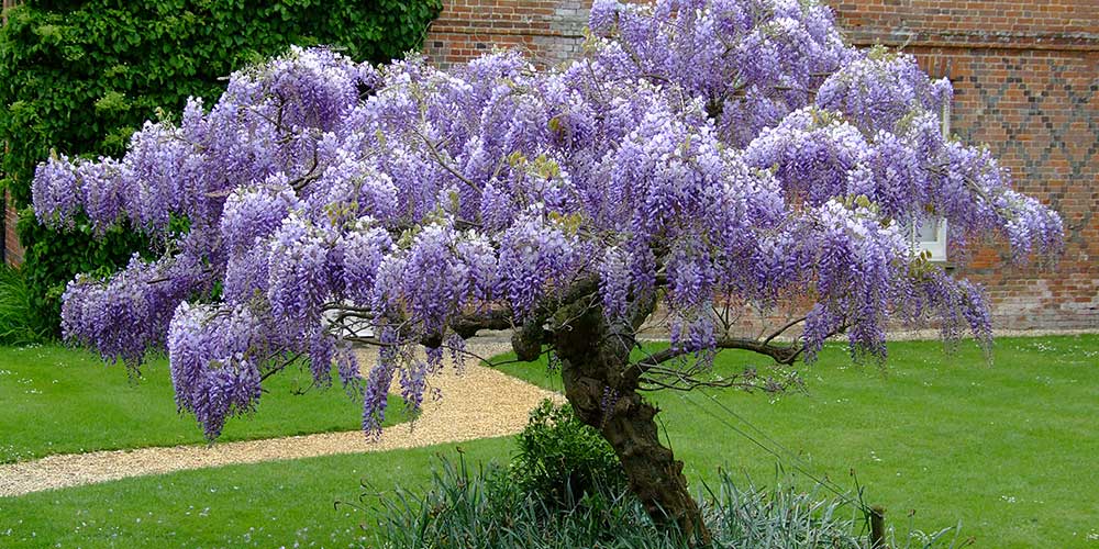 Blauwe regen (Wisteria)